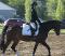 WoW! Grand poney pour compés! Faites-une offre!