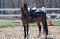 WoW! Grand poney pour compés! Faites-une offre!