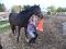 WoW! Grand poney pour compés! Faites-une offre!