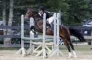 WoW! Grand poney pour compés! Faites-une offre!