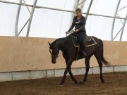 Super belle jument apendix 