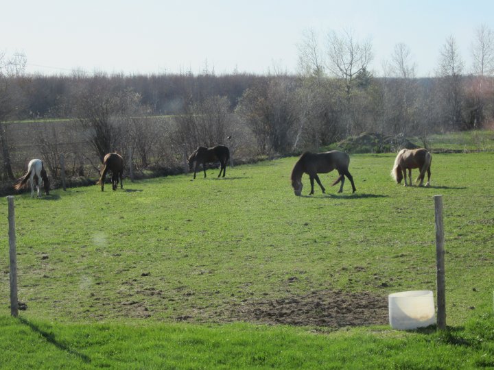 pension pour chevaux
