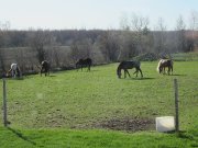 pension pour chevaux