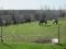 pension pour chevaux
