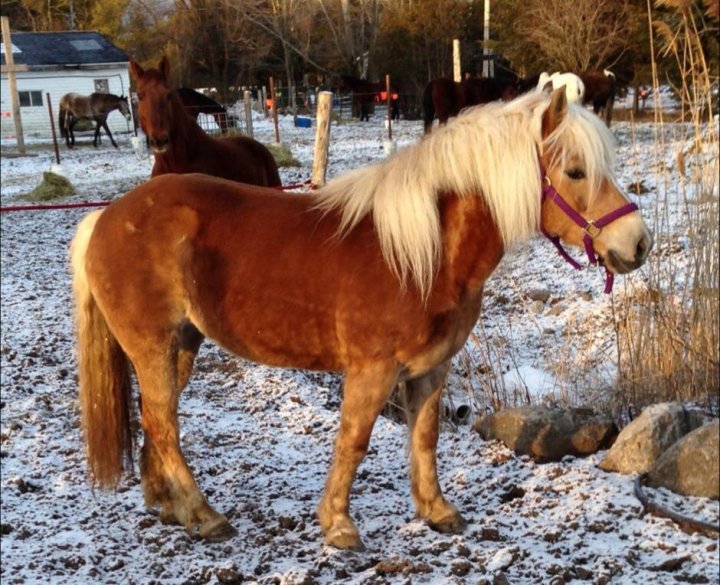 Magnifique Haflinger 6 ans à vendre