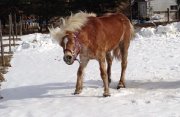 Magnifique Haflinger 6 ans à vendre