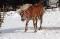 Magnifique Haflinger 6 ans à vendre