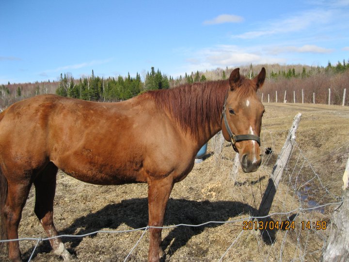 jument quater-horse
