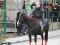 Guilding Quarter Horse Enr.