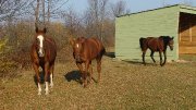 Barn COOP - COOP pension chevaux / à  louer- barn for rent