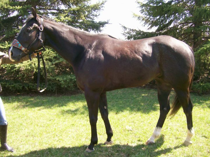 Cheval Baril