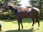 Cheval Baril 