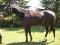 Cheval Baril 