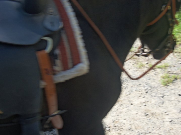 cheval ou demi cheval