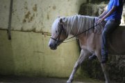 Intervenant canin, instructeur et entraineur équin