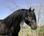 Recherche cheval canadien