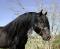 Recherche cheval canadien