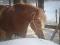 saillie etalon haflinger enr