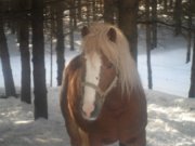 saillie etalon haflinger enr
