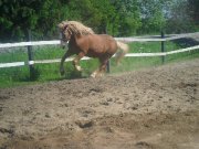 saillie etalon haflinger enr