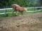 saillie etalon haflinger enr