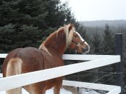 saillie etalon haflinger enr