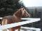 saillie etalon haflinger enr