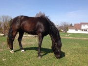 Canadien X Rocky Mountain 4 ans