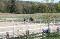 Cours a domicile avec votre cheval