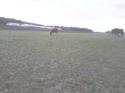pension chevaux