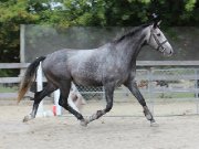 Cours d'équitation à l'unité et à carte et...