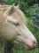 Poneys C et D A VENDRE 
