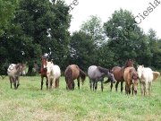 Poneys C et D A VENDRE 