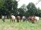 Poneys C et D A VENDRE 