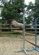Poneys C et D A VENDRE 