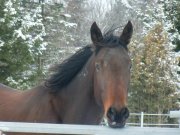 Cheval 4 ans mains selle et voiture