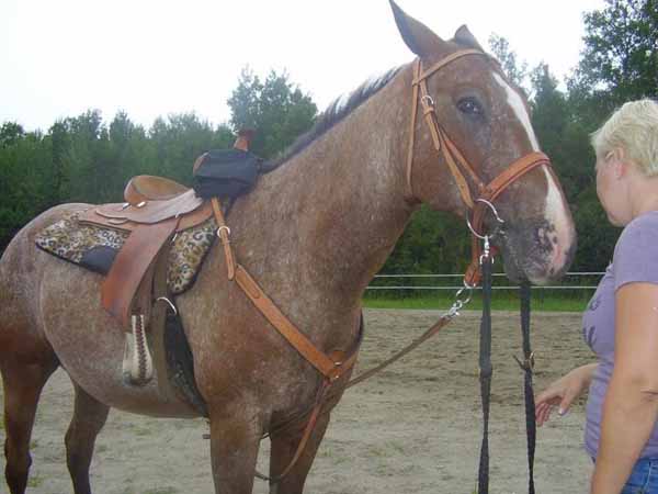 Cheval Appaloosa