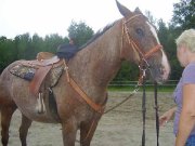 Cheval Appaloosa