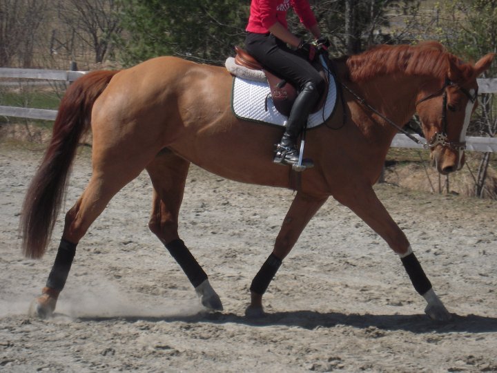 Jument, 7 ans, CSO