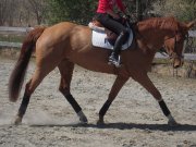 Jument, 7 ans, CSO