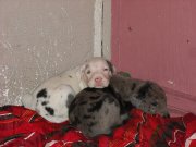 Charmants petit chiots Danois 