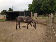 Belle jument paint horse enr couleur spécial