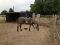 Belle jument paint horse enr couleur spécial