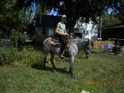 Belle jument paint horse enr couleur spécial