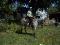 Belle jument paint horse enr couleur spécial