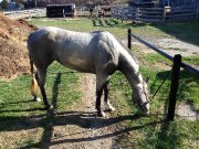 Belle jument paint horse enr couleur spécial