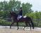 cours d'équitation classique
