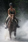 cours d'équitation classique