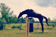 Jument Thoroughbred polyvalente à vendre