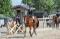 TB schoolmaster à vendre!